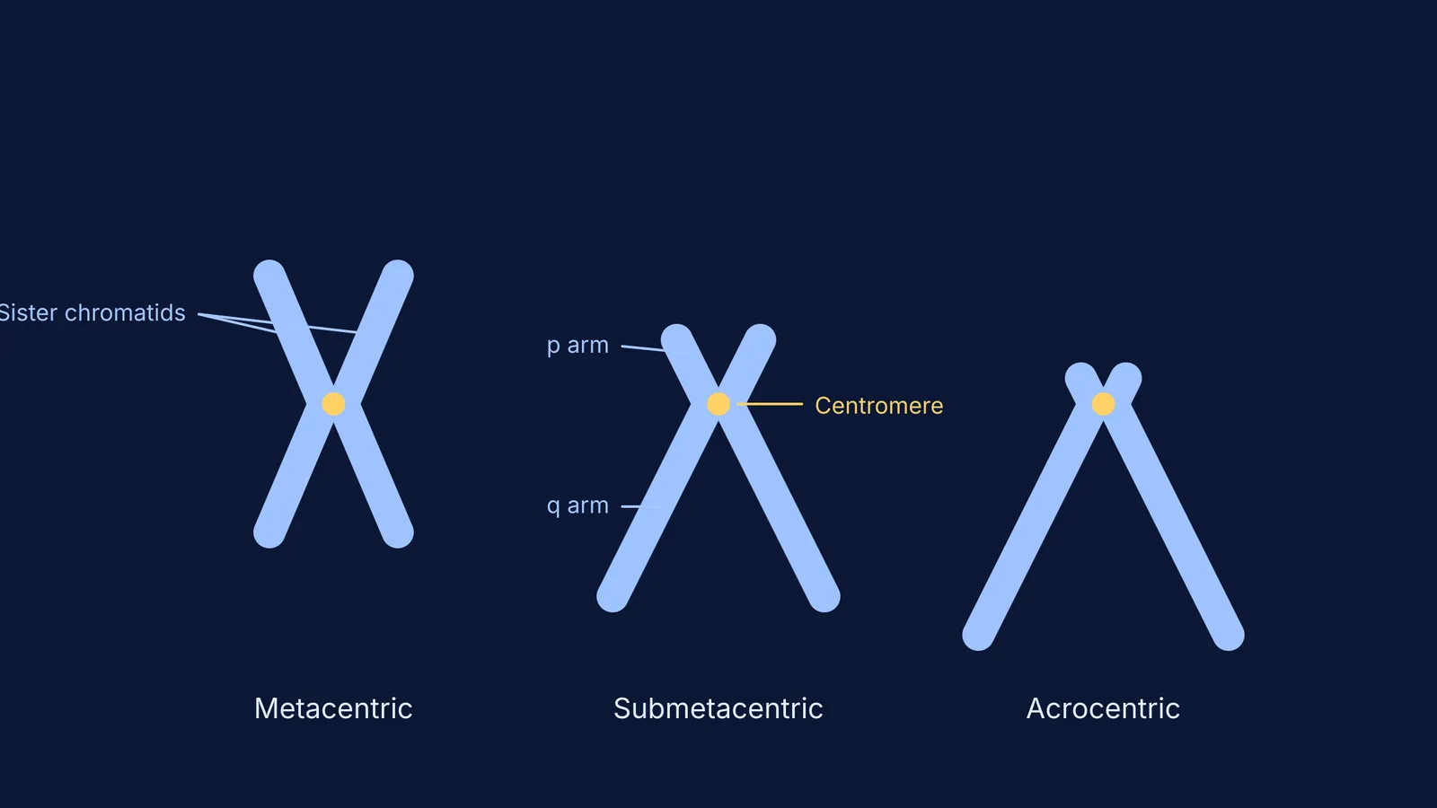 Diagram showing metacentric, submetacentric and acrocentric metaphase chromosomes