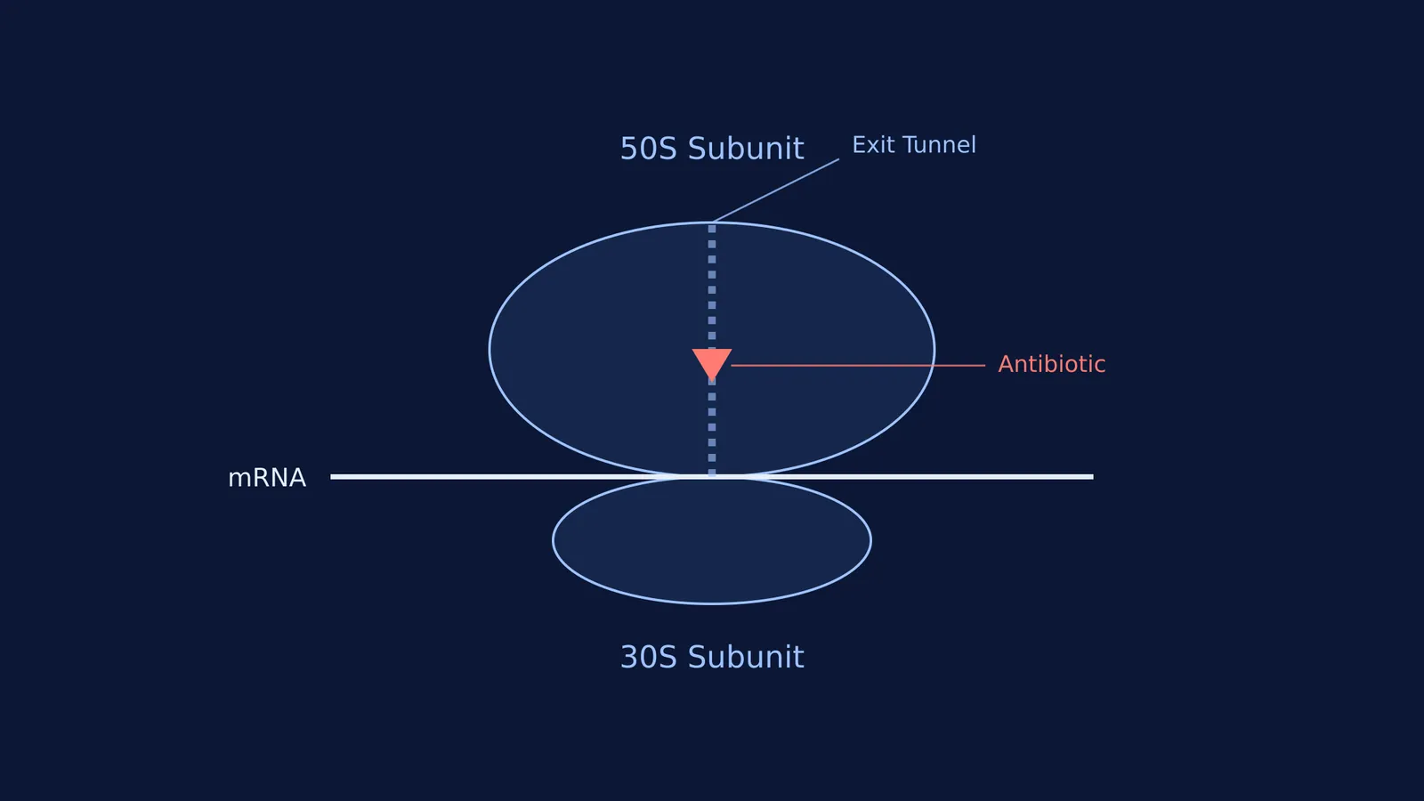 Diagram showing mRNA translation by the 50S and 30S subunits, blocked by an antibiotic.