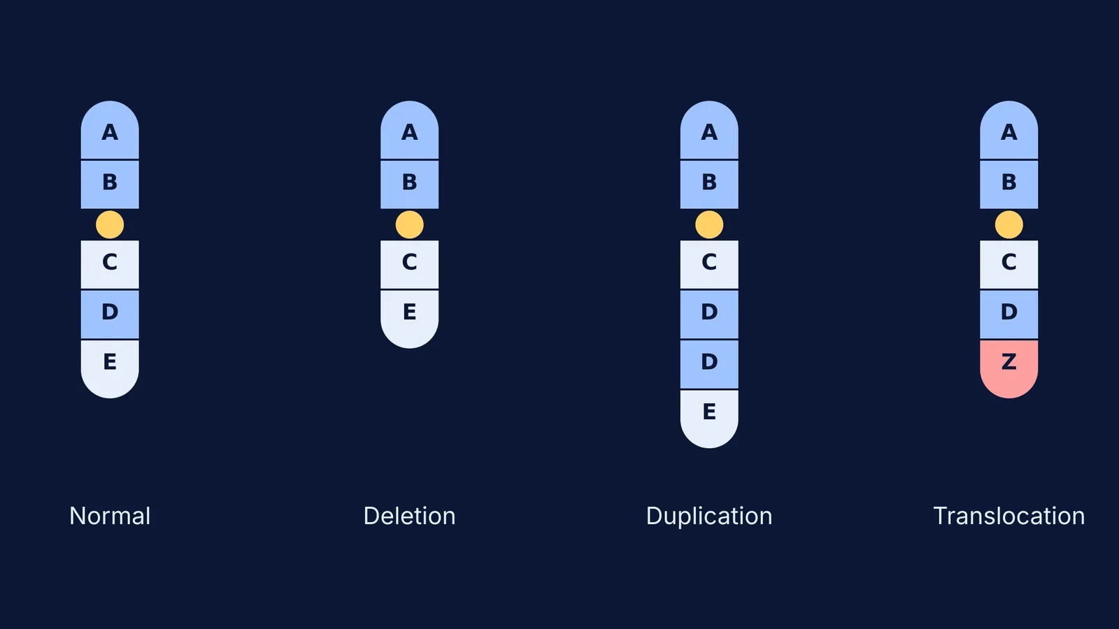 Diagram showing normal, deleted, duplicated, and translocated chromosomes