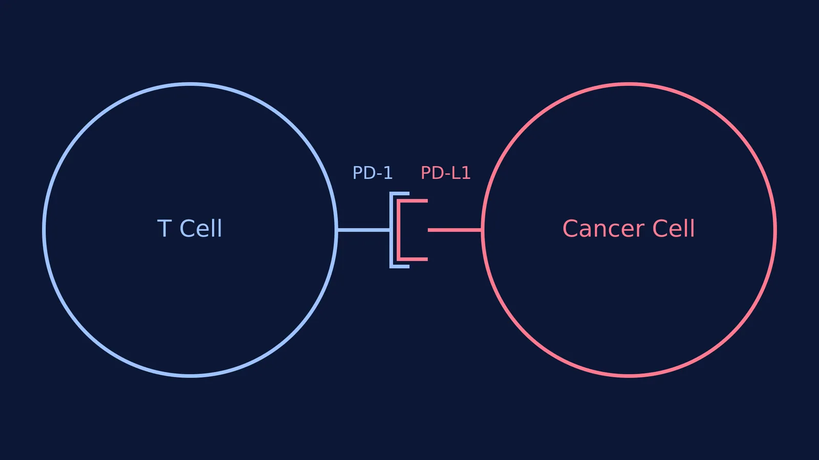 Diagram showing PD-1 on a T cell binding to PD-L1 on a cancer cell