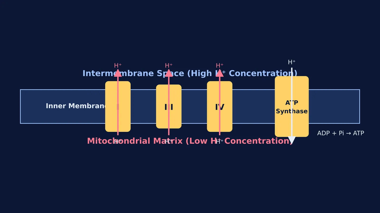 Diagram showing proton pumping across the inner mitochondrial membrane and ATP production