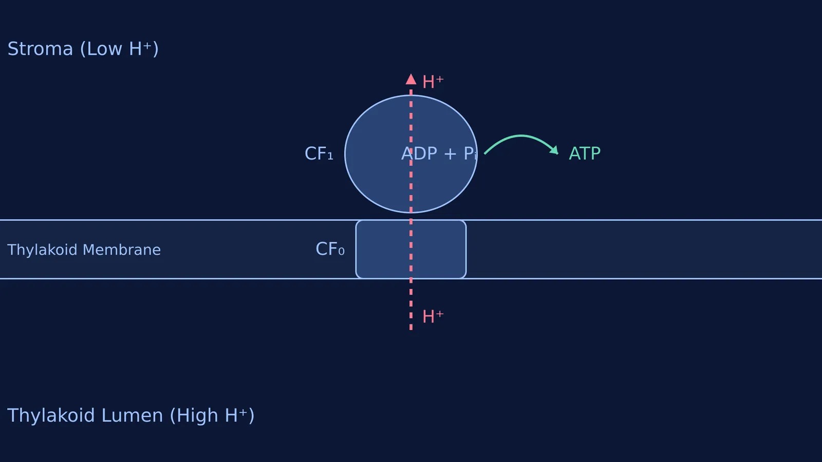 Diagram showing protons moving from the thylakoid lumen to the stroma through ATP synthase.