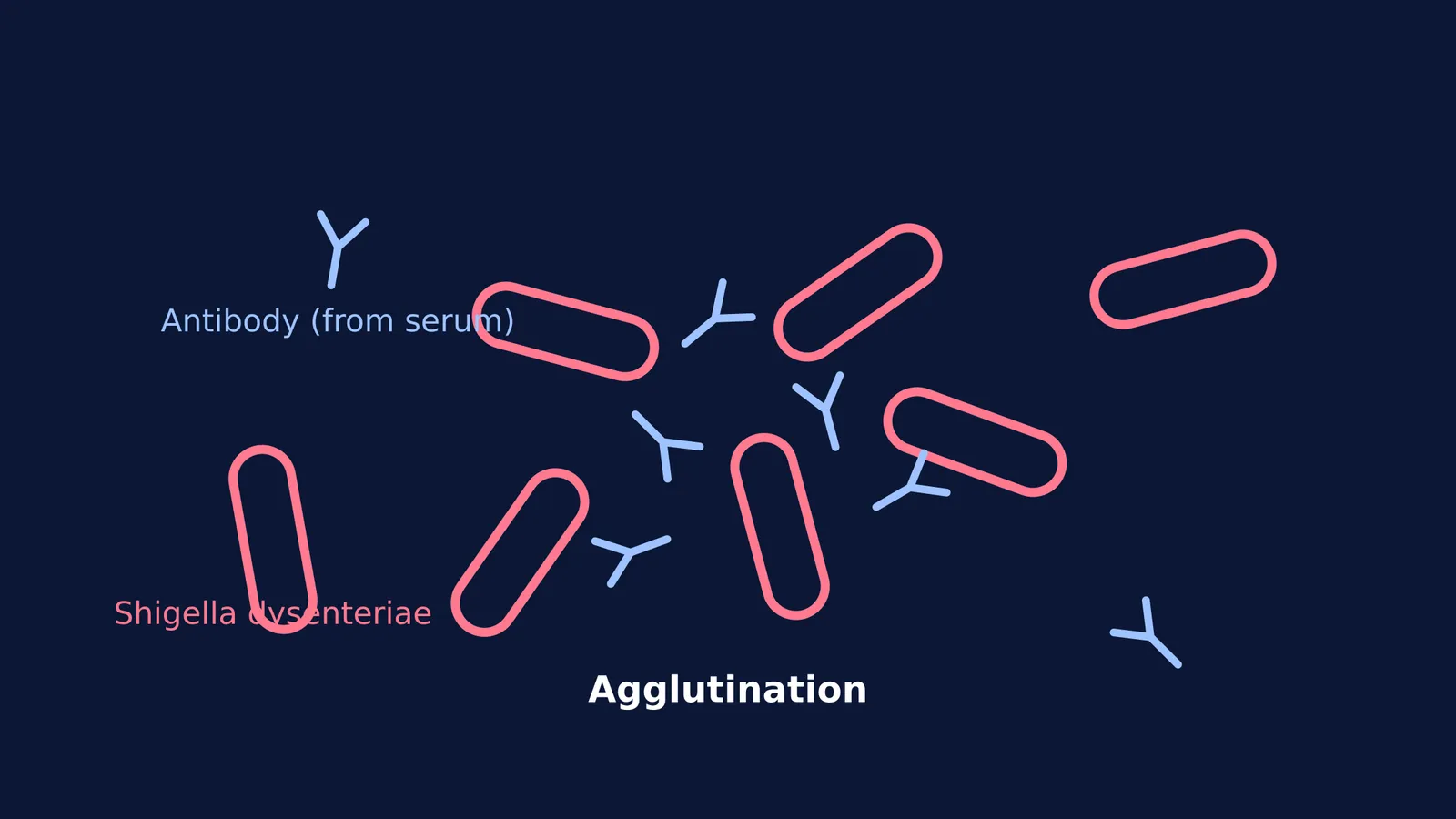Diagram showing Shigella dysenteriae bacilli being agglutinated by antibodies.