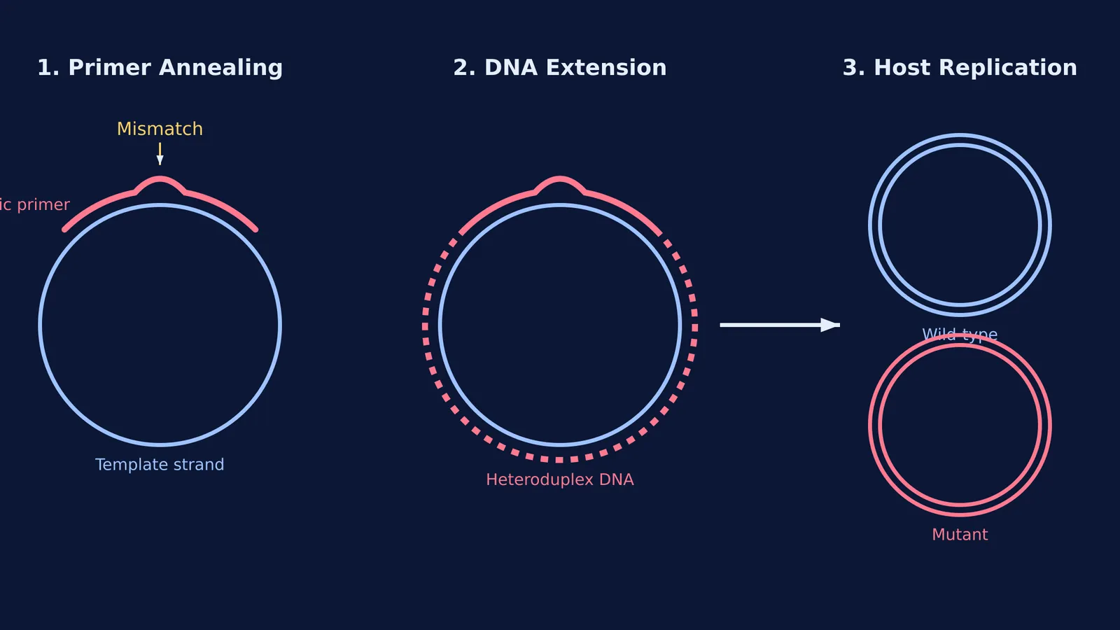 Diagram showing site-directed mutagenesis in three steps: primer annealing, DNA extension, and host replication.