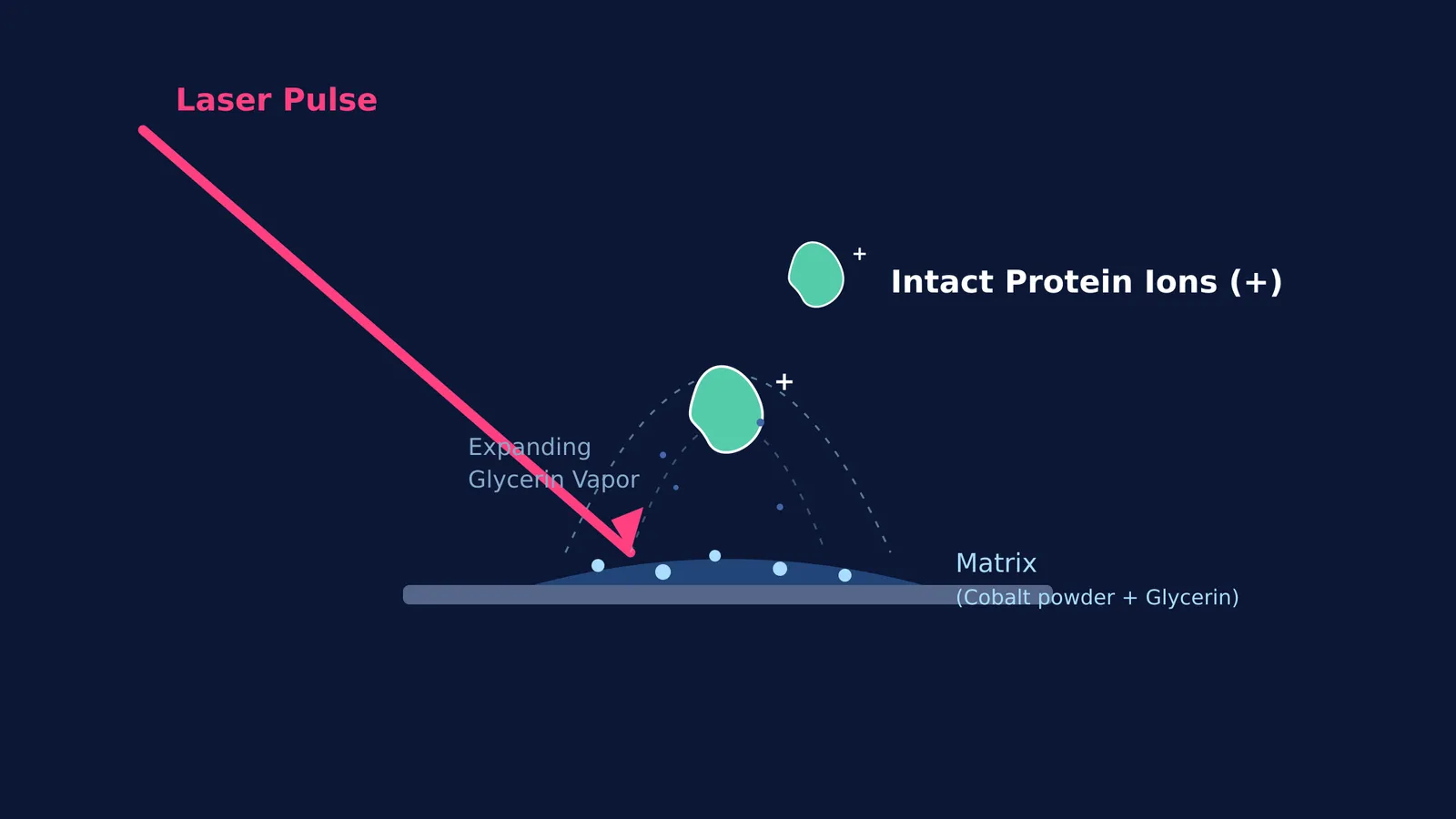 Diagram showing soft laser desorption lifting intact protein ions