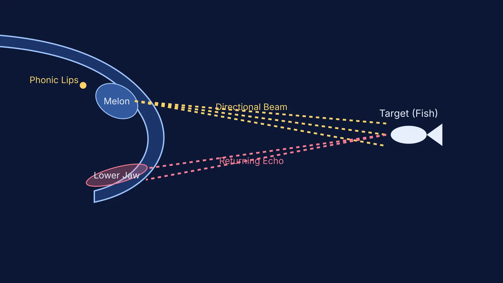 Diagram showing sound waves travelling from a dolphin to a fish.