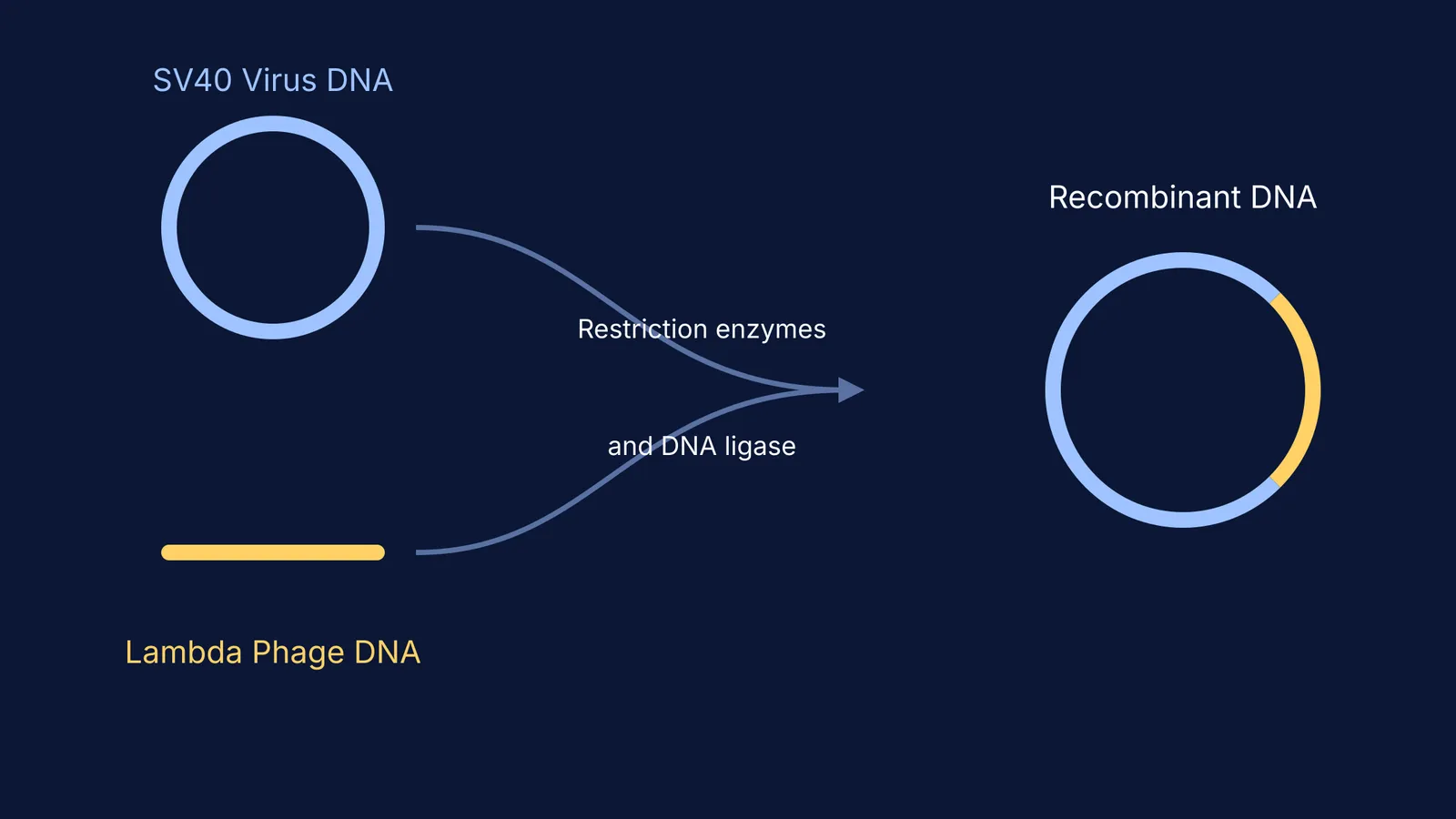 Diagram showing SV40 and Lambda DNA combining into a recombinant circle
