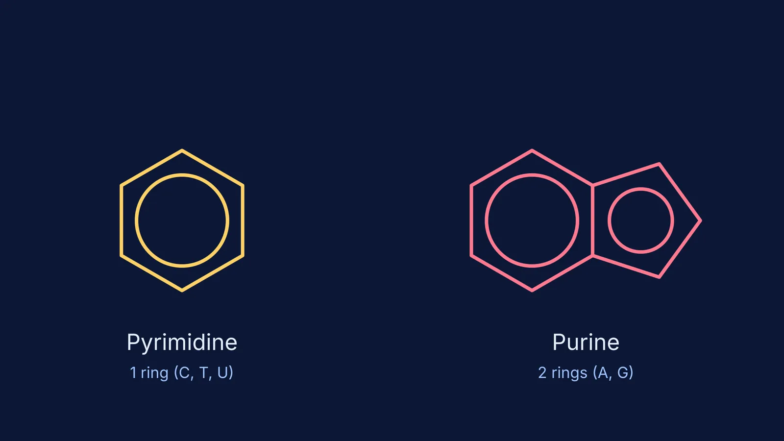 Diagram showing the 1-ring pyrimidine and 2-ring purine structures