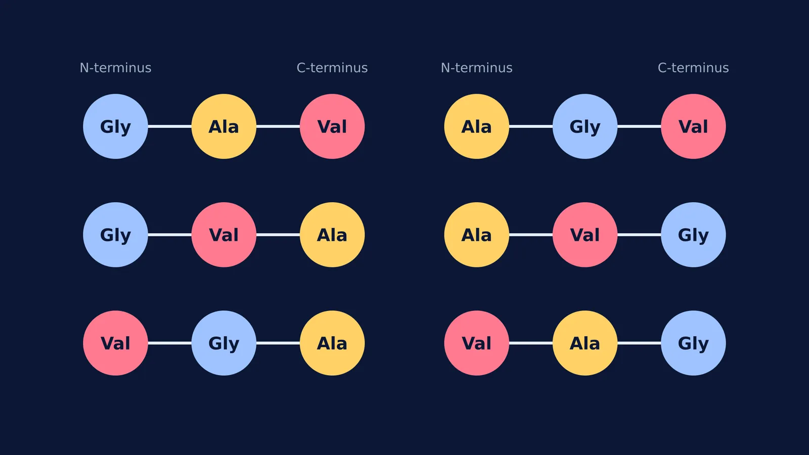 Diagram showing the 6 possible tripeptides formed by using Glycine, Alanine, and Valine exactly once.