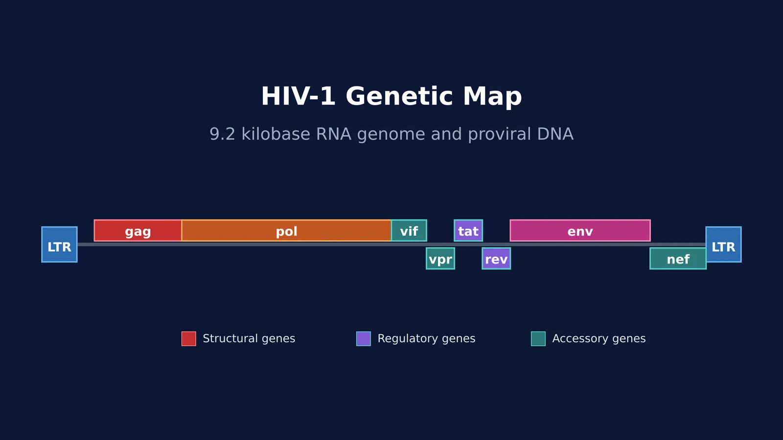 Diagram showing the 9.2 kilobase HIV-1 genetic map with structural, regulatory, and accessory genes