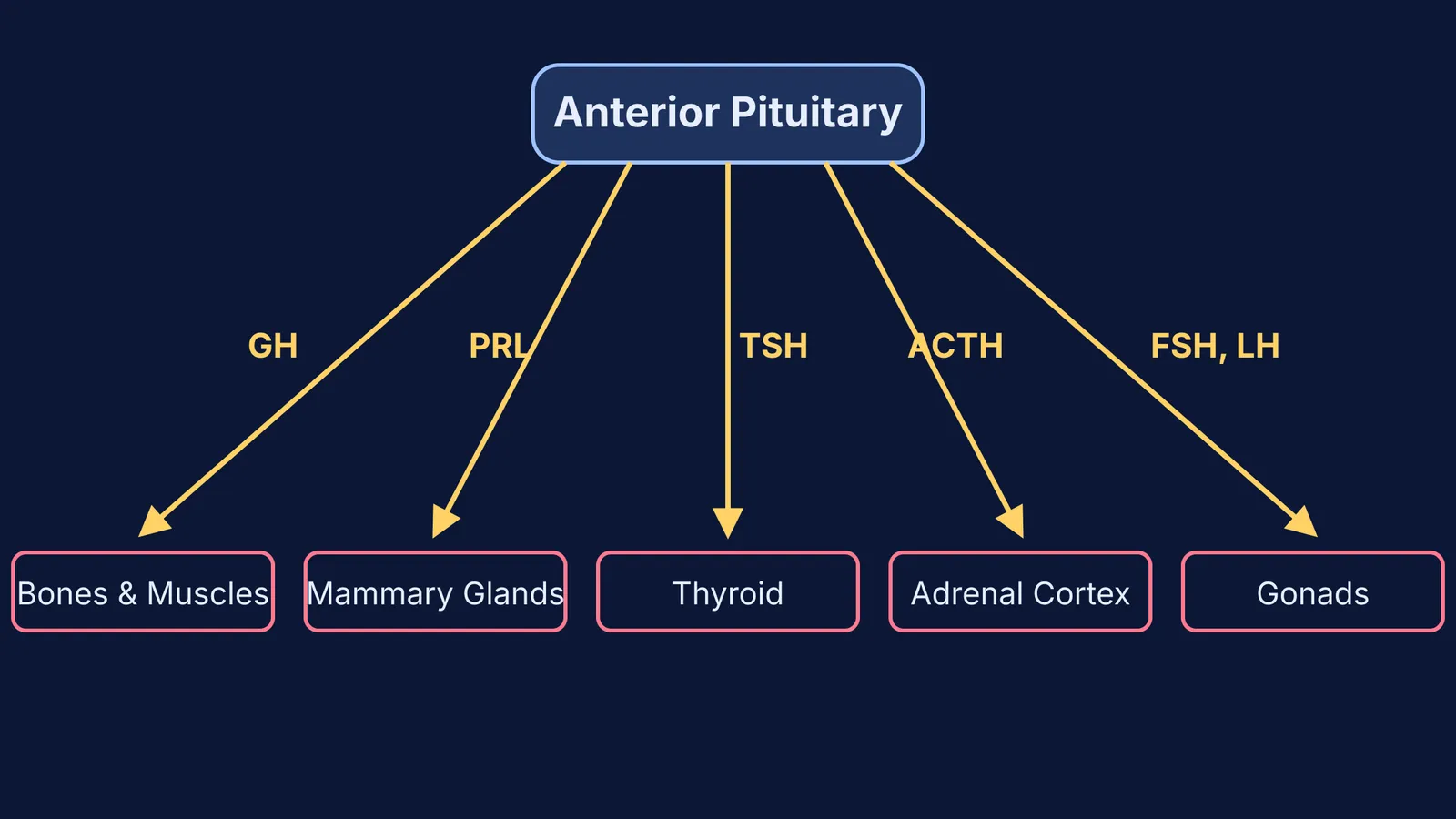 Diagram showing the anterior pituitary and its six hormones acting on target organs.