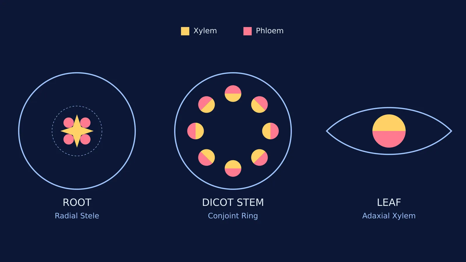 Diagram showing the arrangement of xylem and phloem in root, stem, and leaf transverse sections.
