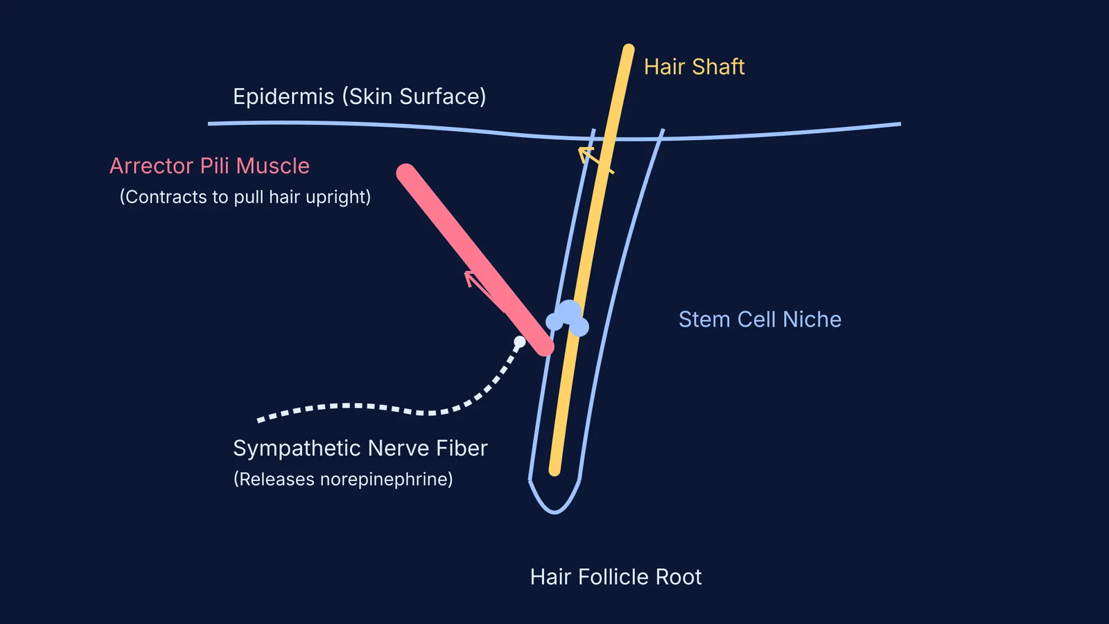 Diagram showing the arrector pili muscle, sympathetic nerve, and hair follicle in skin
