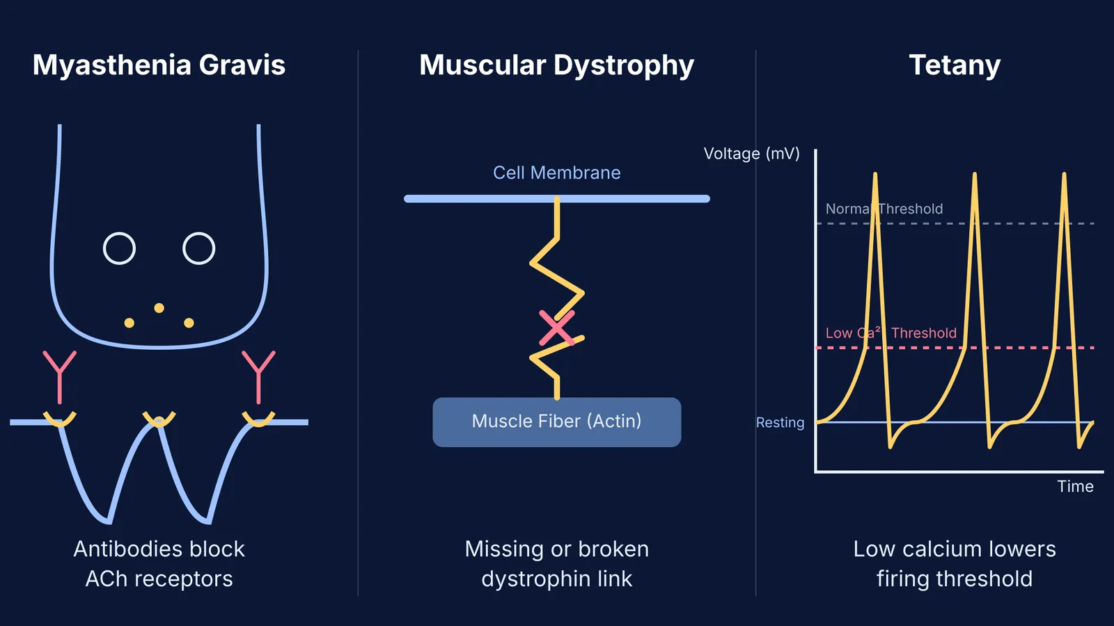 Diagram showing the biological causes of myasthenia gravis, muscular dystrophy, and tetany.