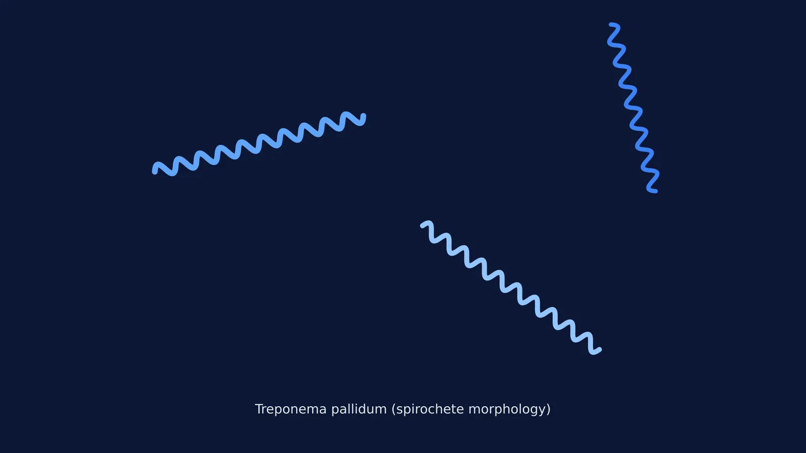 Diagram showing the corkscrew shape of Treponema pallidum spirochetes.