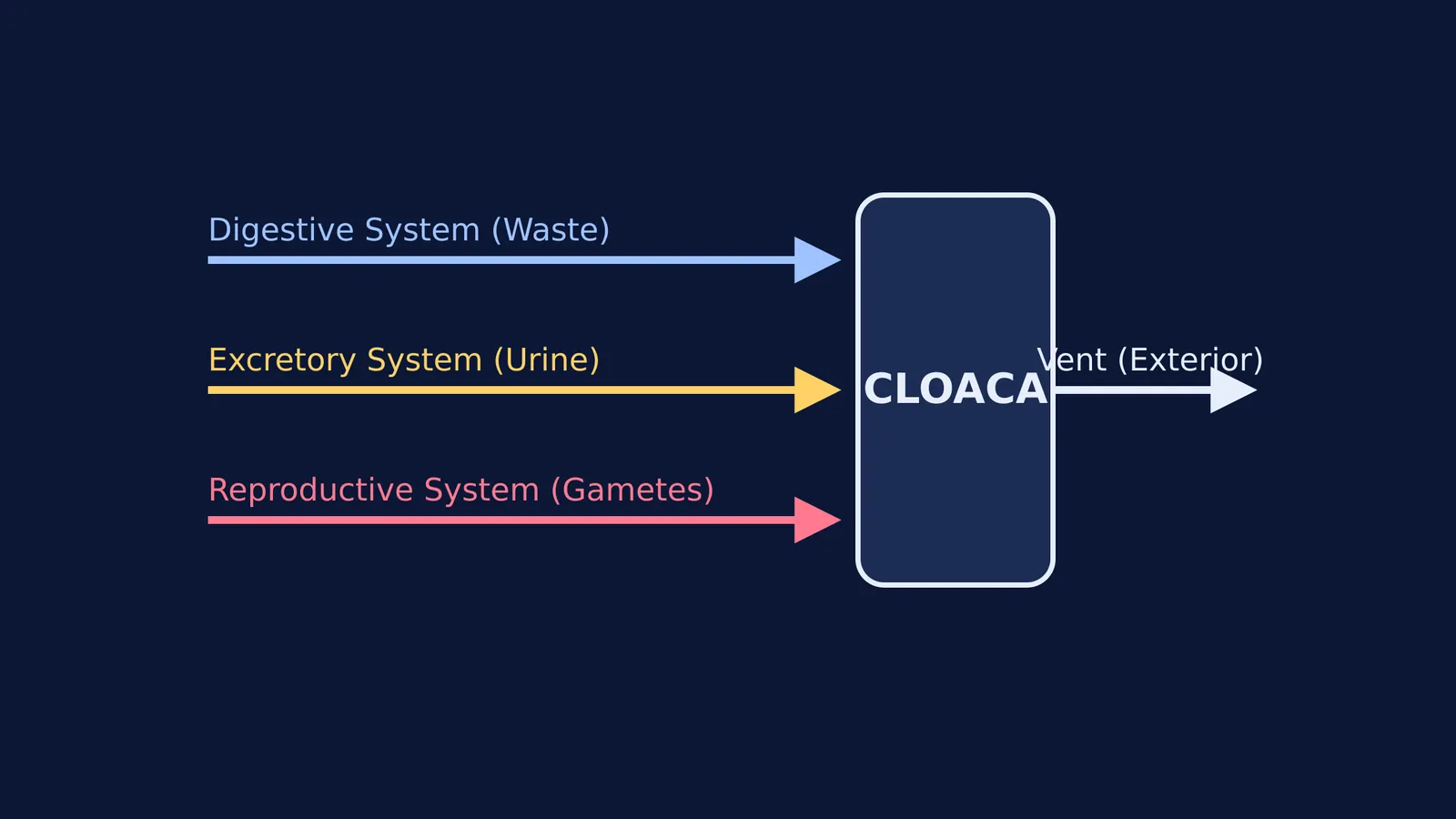 Diagram showing the digestive, excretory and reproductive systems emptying into the frog cloaca