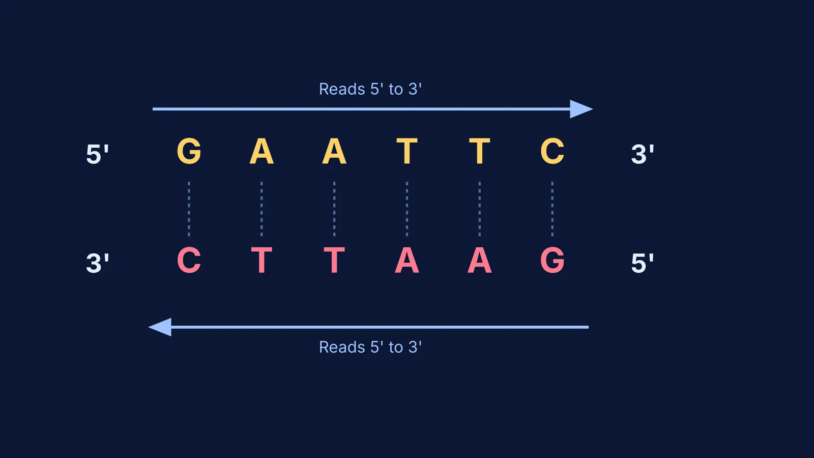 Diagram showing the EcoRI DNA palindrome GAATTC reading 5' to 3' on both strands