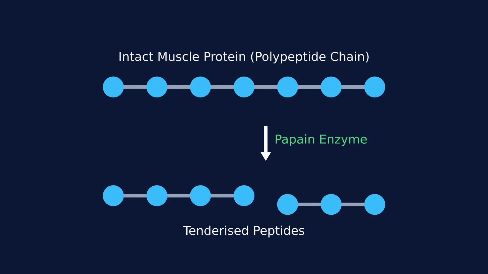 Diagram showing the enzyme papain breaking a protein chain.