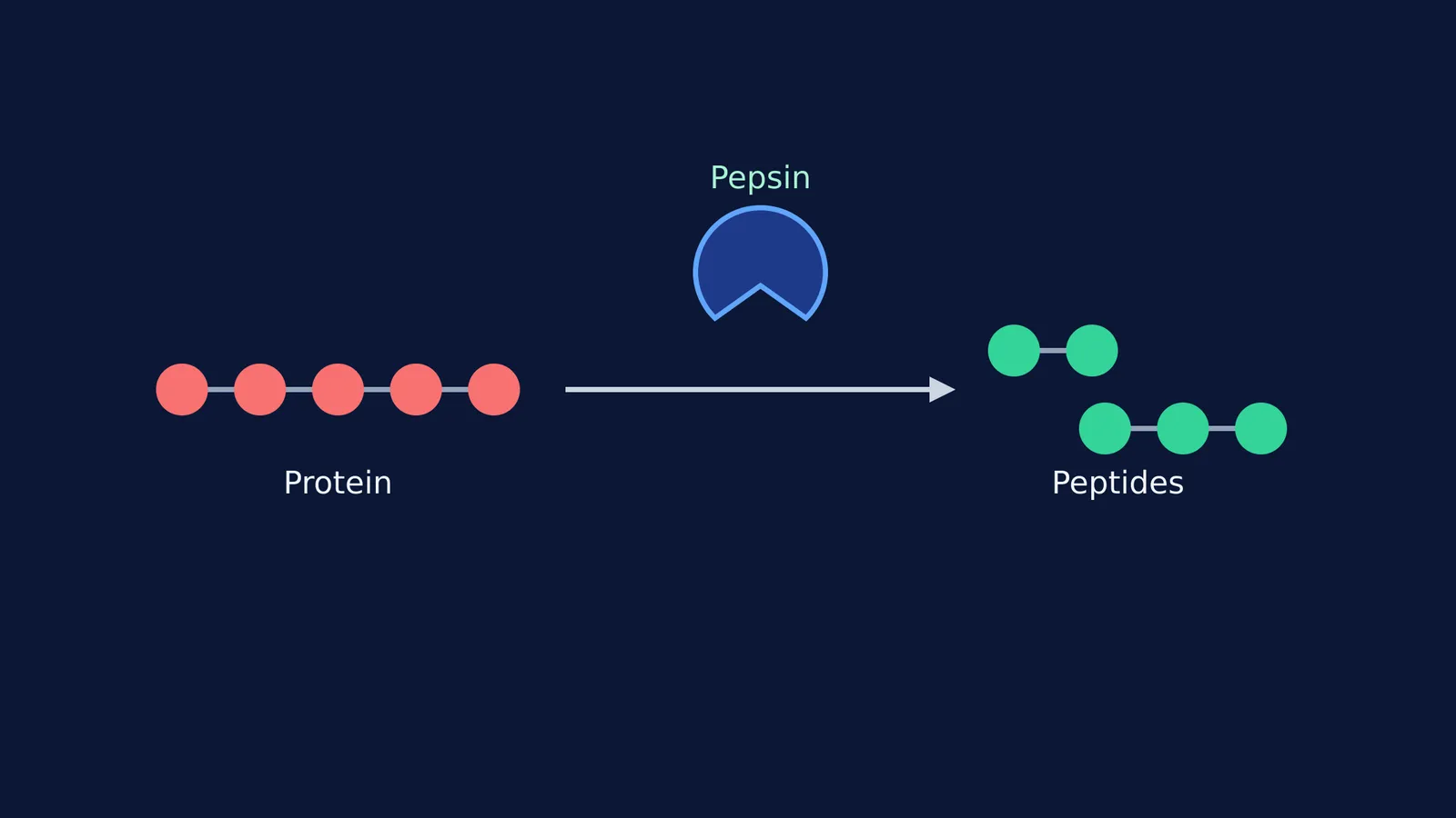 Diagram showing the enzyme pepsin acting as a catalyst to break a protein chain into smaller peptides