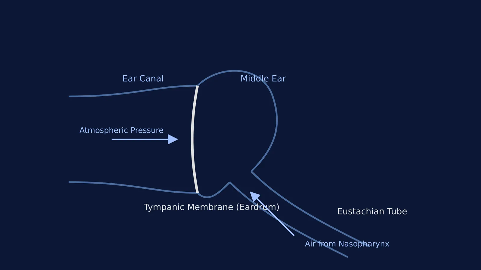 Diagram showing the Eustachian tube balancing air pressure across the eardrum.