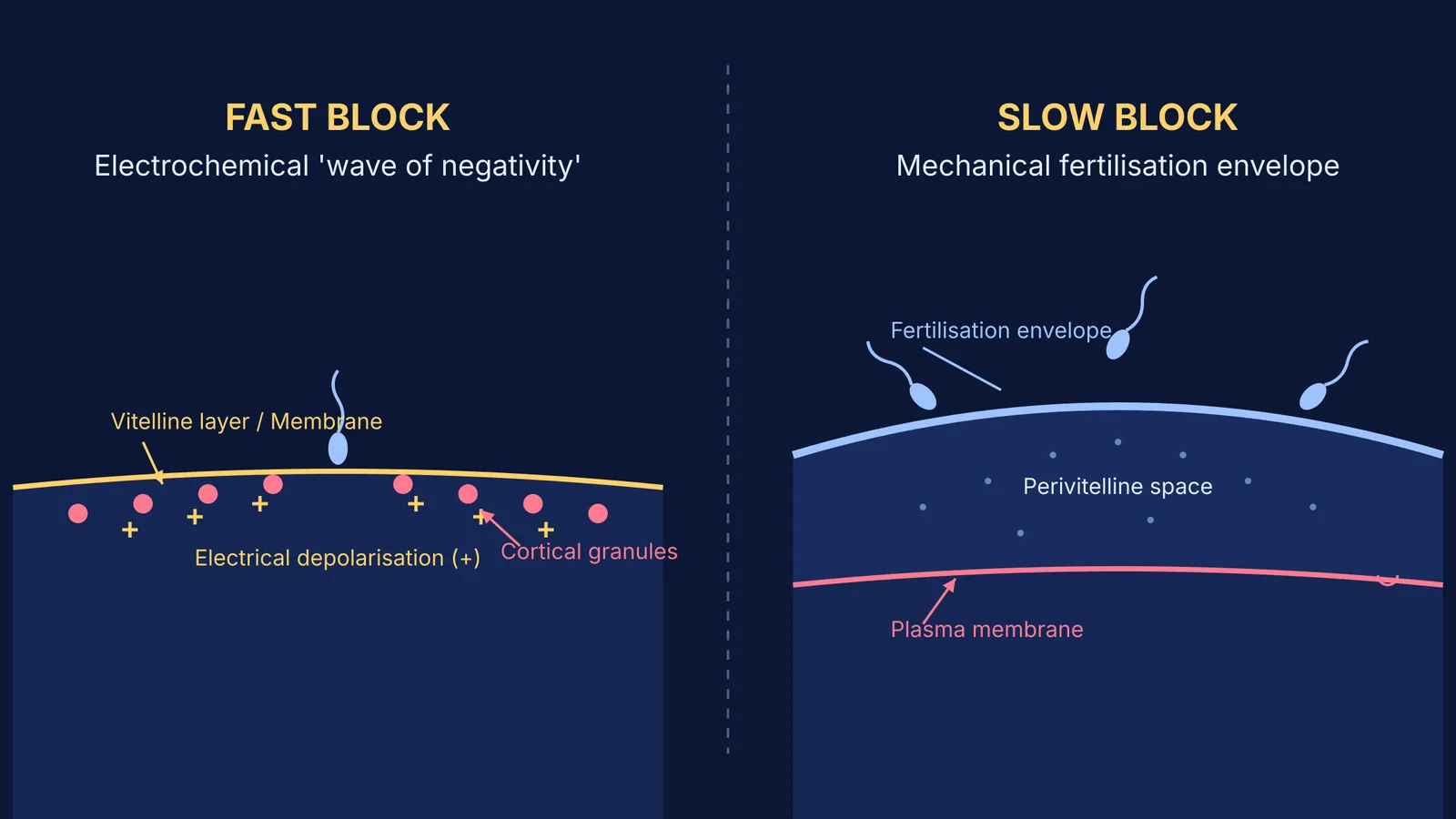 Diagram showing the fast electrical and slow mechanical blocks to polyspermy