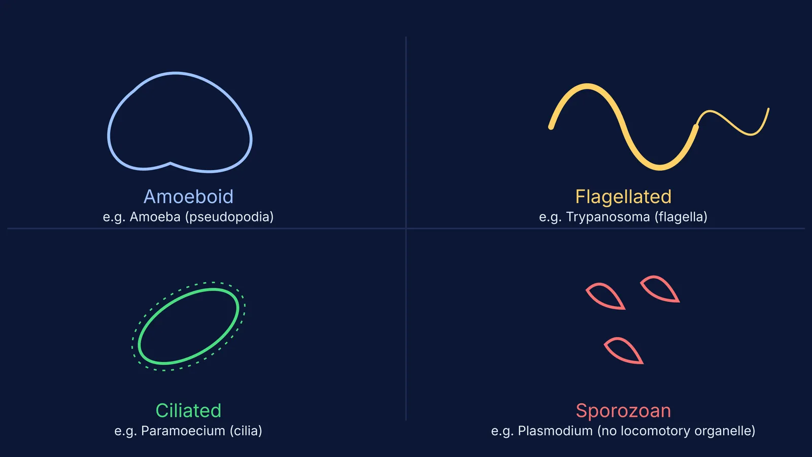 Diagram showing the four groups of protozoans