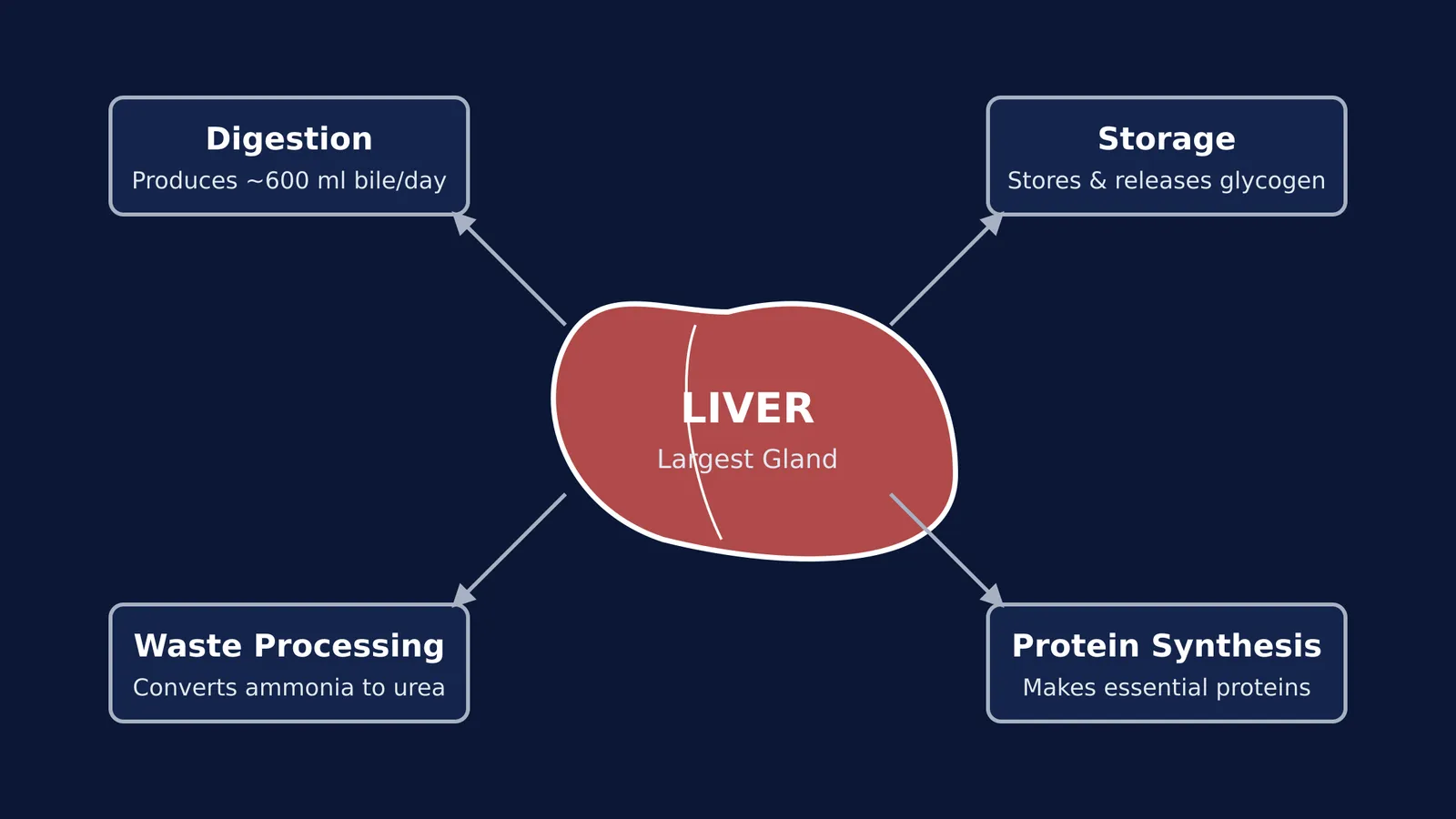 Diagram showing the four main functions of the liver