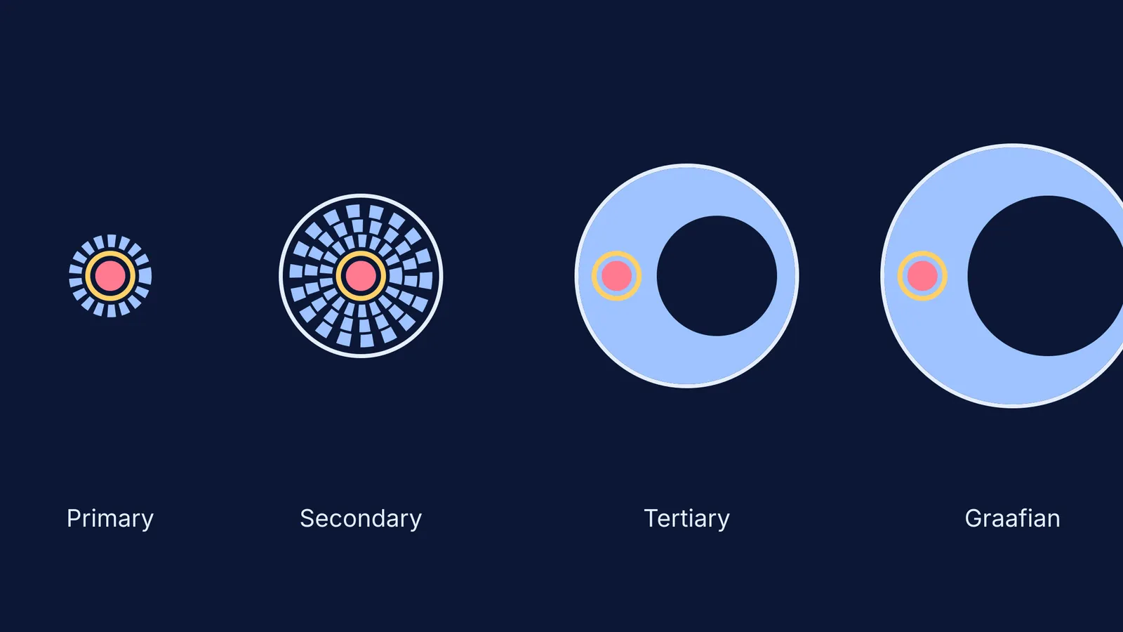 Diagram showing the four stages of ovarian follicle development: primary, secondary, tertiary, and Graafian