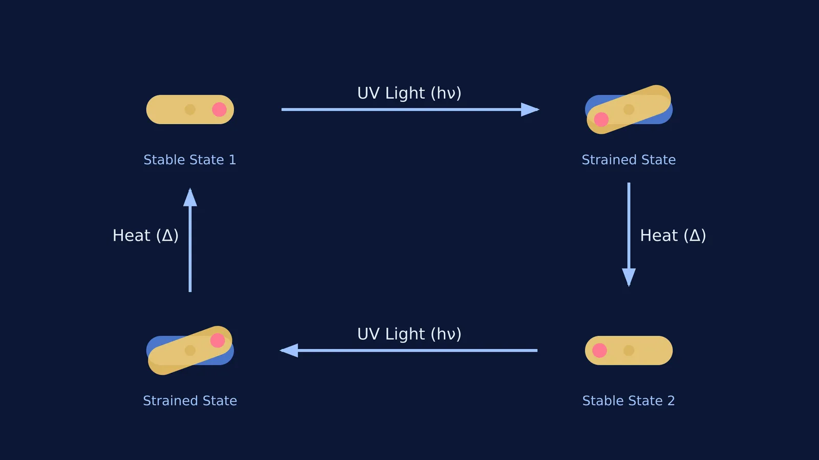 Diagram showing the four-step rotation of a light-driven molecular motor.