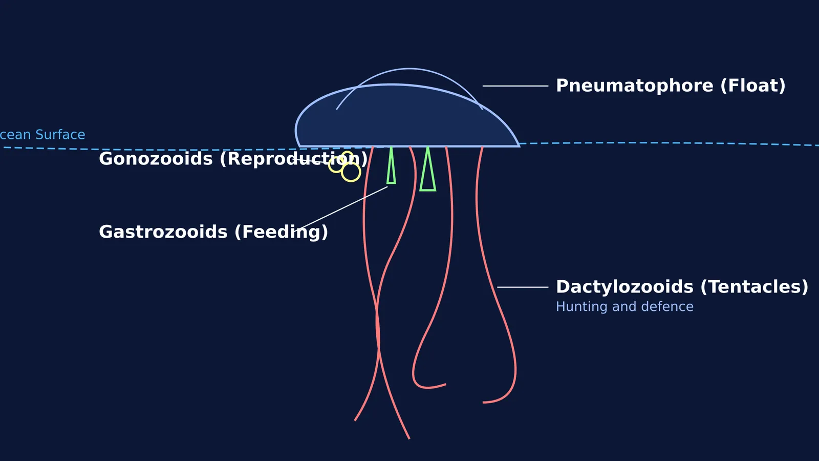Diagram showing the four zooids of a Portuguese man of war colony