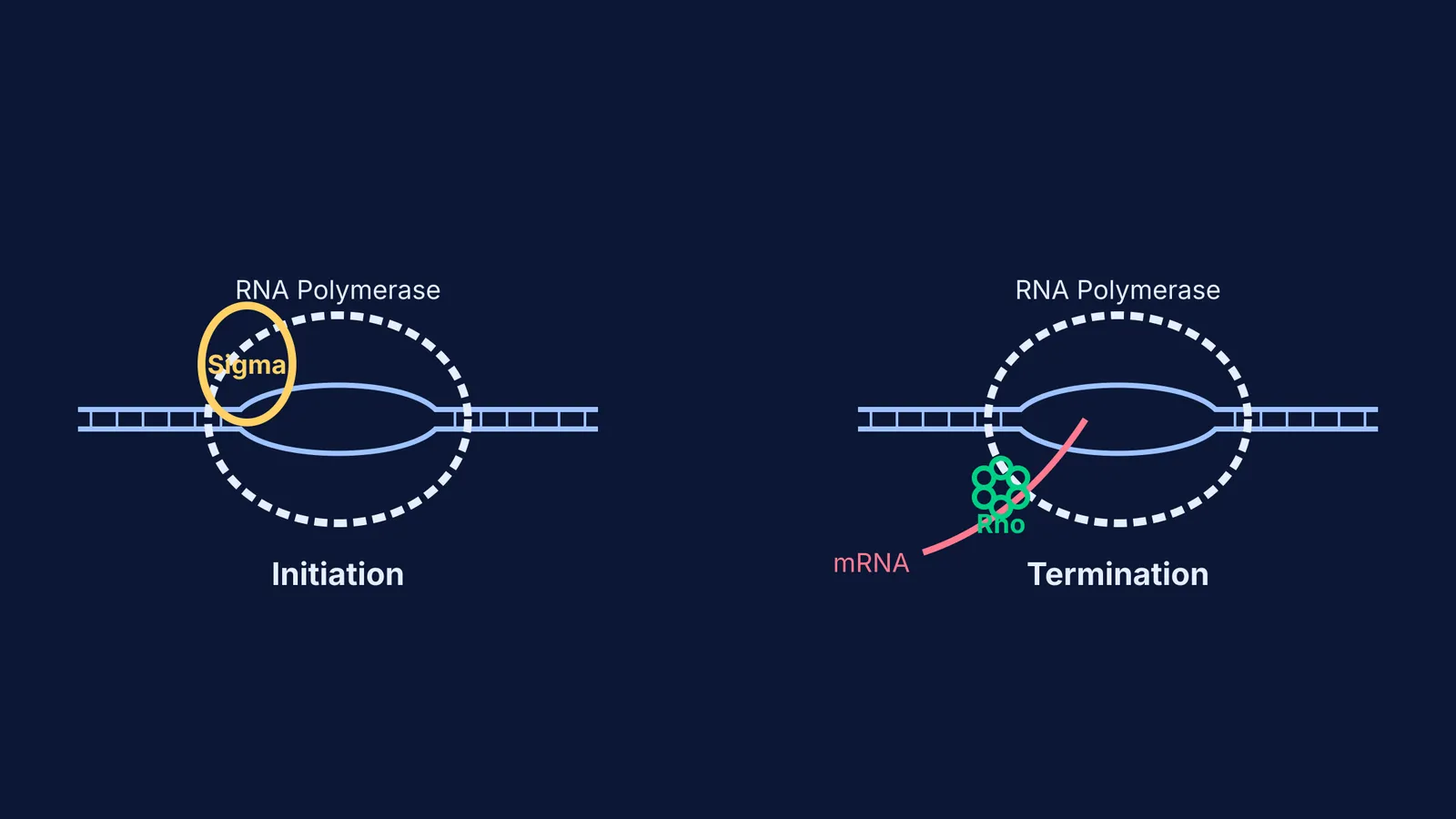 Diagram showing the initiation and termination phases of bacterial transcription
