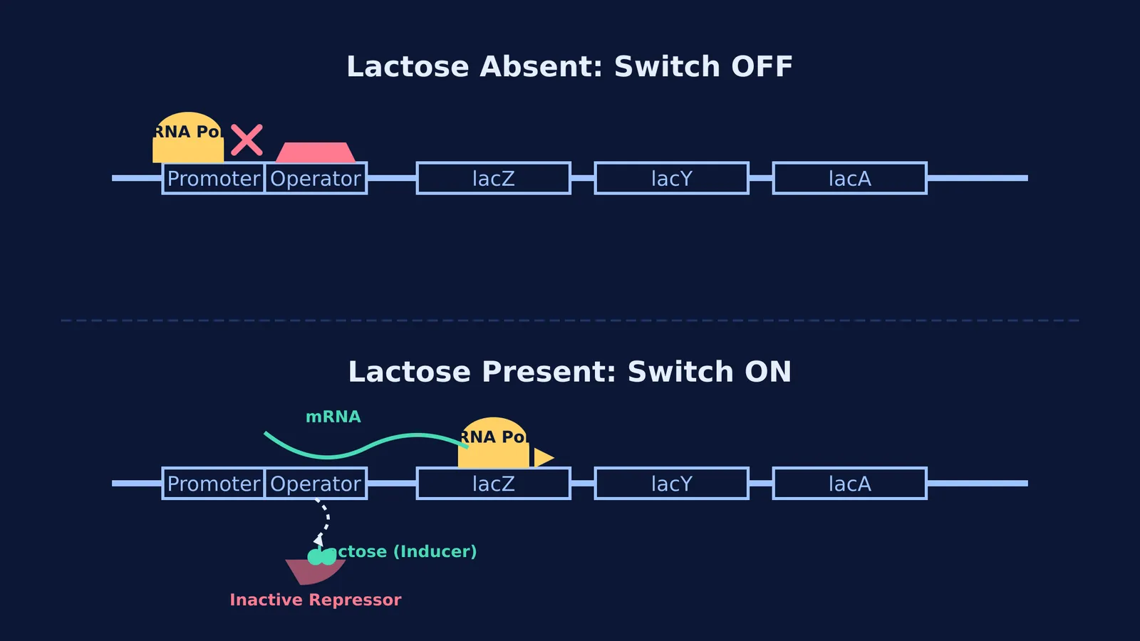 Diagram showing the lac operon genes and repressor switching transcription on and off