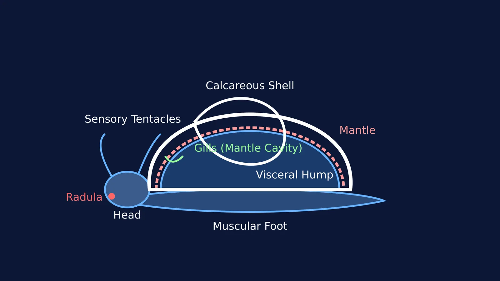 Diagram showing the main body parts of Pila (apple snail): head, muscular foot, visceral hump, mantle, and shell.