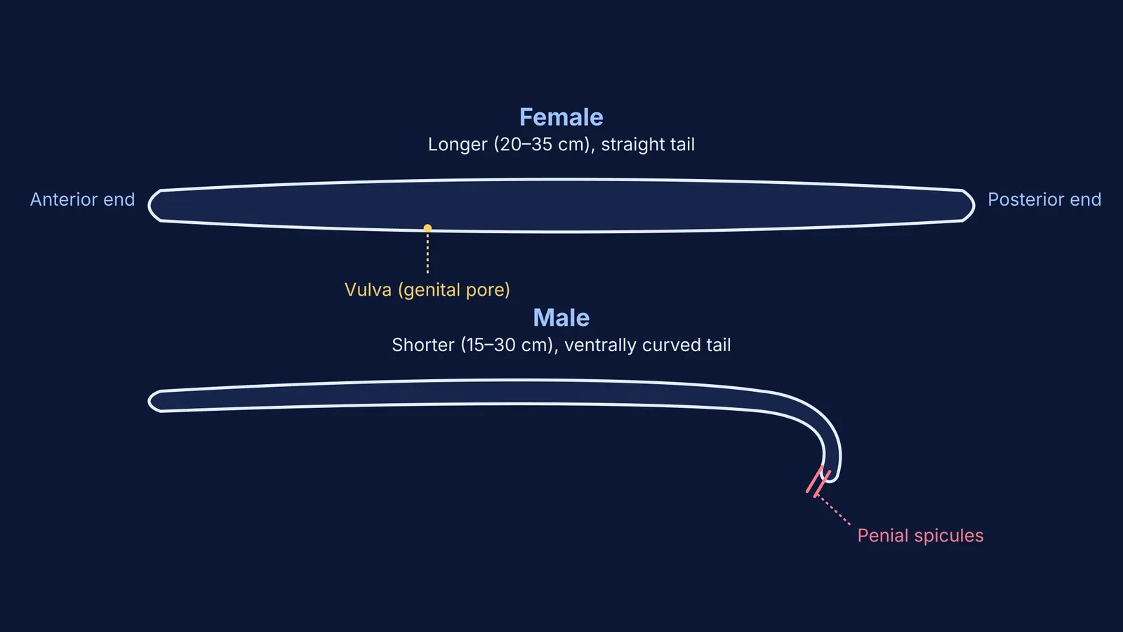 Diagram showing the morphological differences between female and male Ascaris roundworms