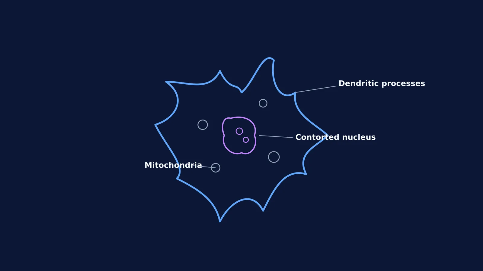 Diagram showing the morphological features of a dendritic cell