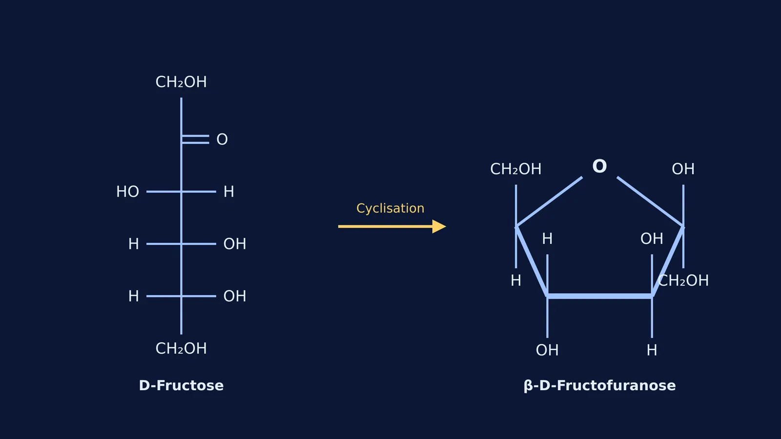 Diagram showing the open-chain Fischer projection of D-fructose and its cyclisation into beta-D-fructofuranose.