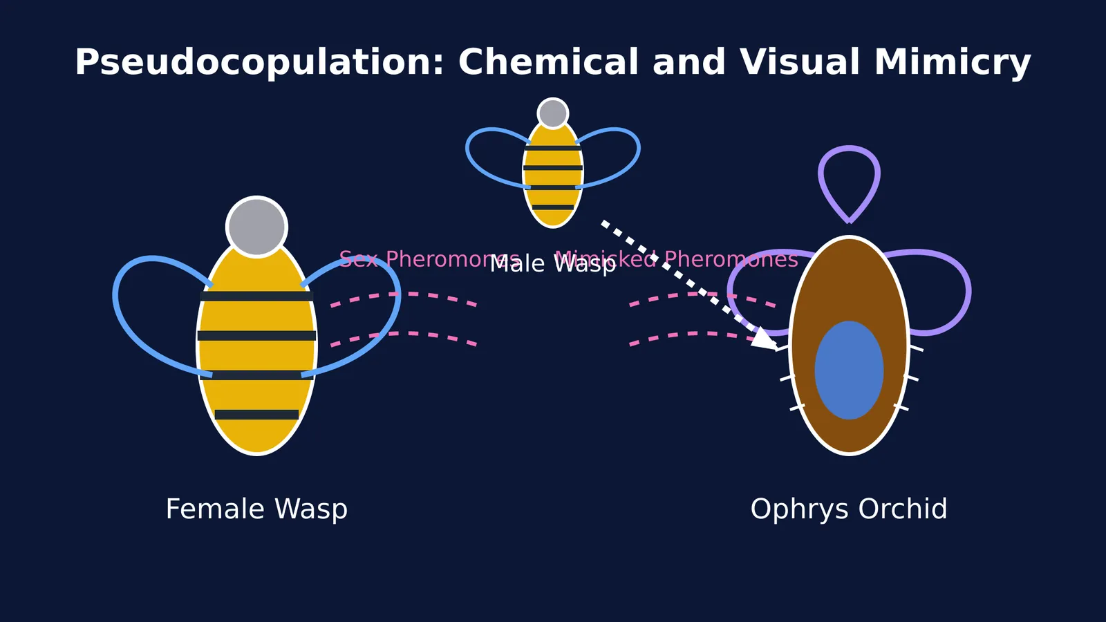 Diagram showing the Ophrys orchid mimicking a female wasp's pheromones and appearance.