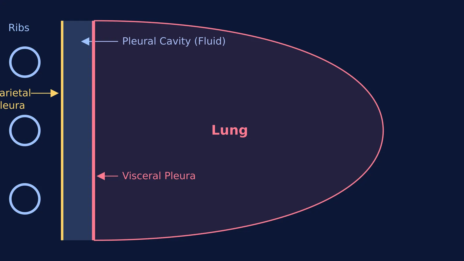 Diagram showing the parietal and visceral pleura with pleural fluid between them