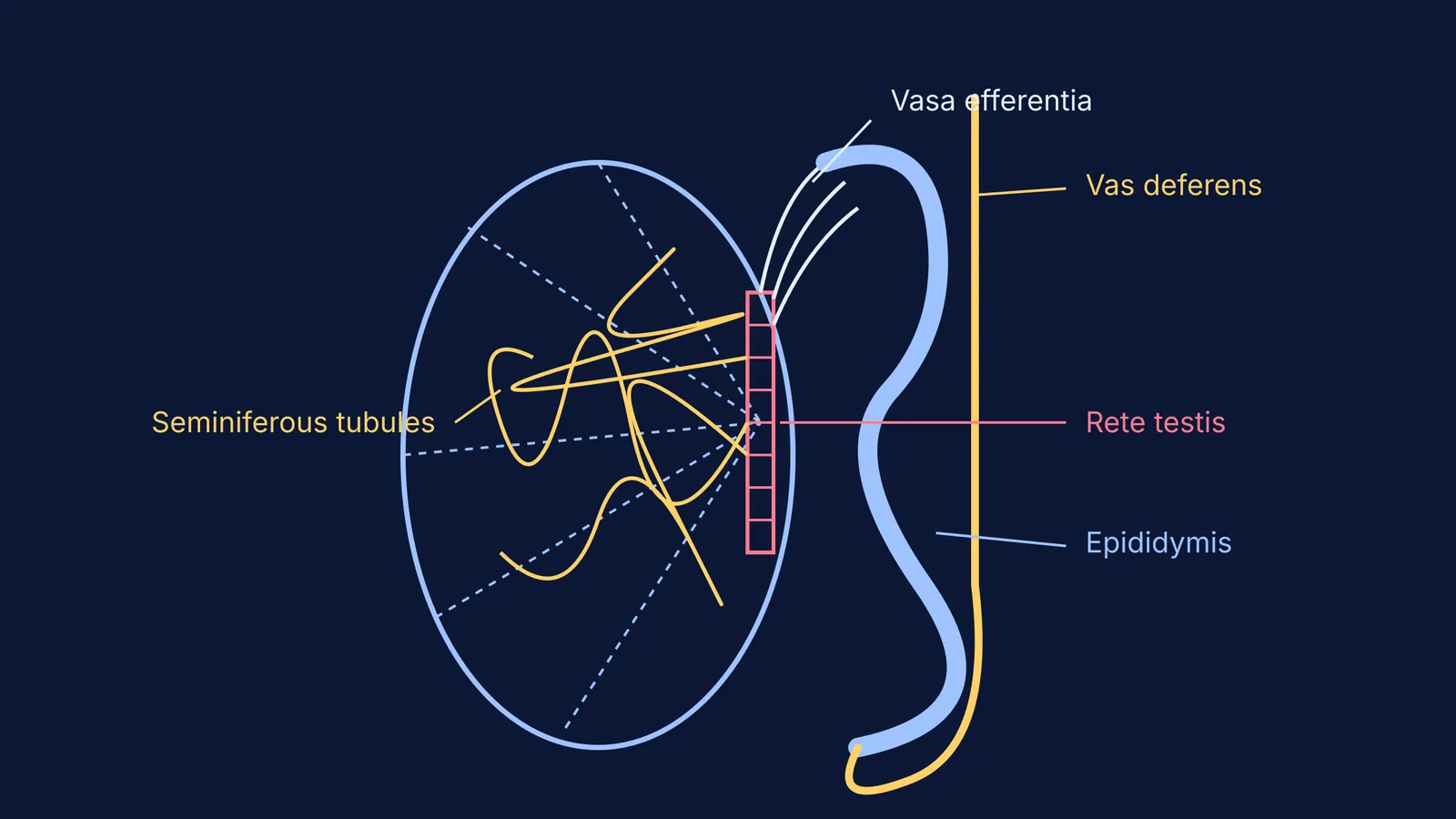 Diagram showing the pathway of sperm from the seminiferous tubules to the vas deferens.