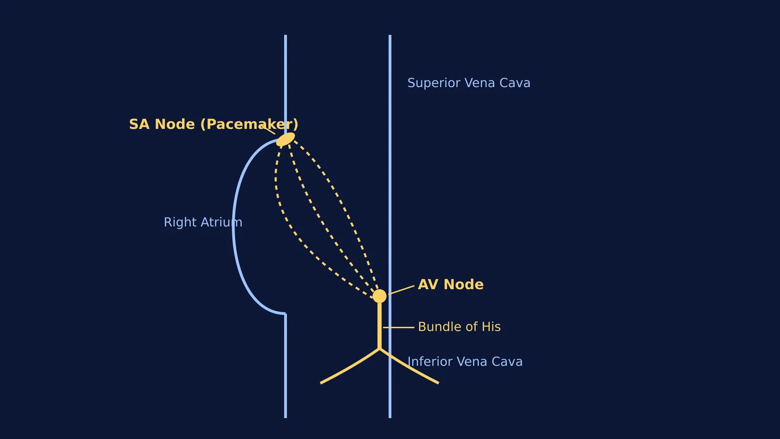 Diagram showing the SA node and AV node in the heart's right atrium