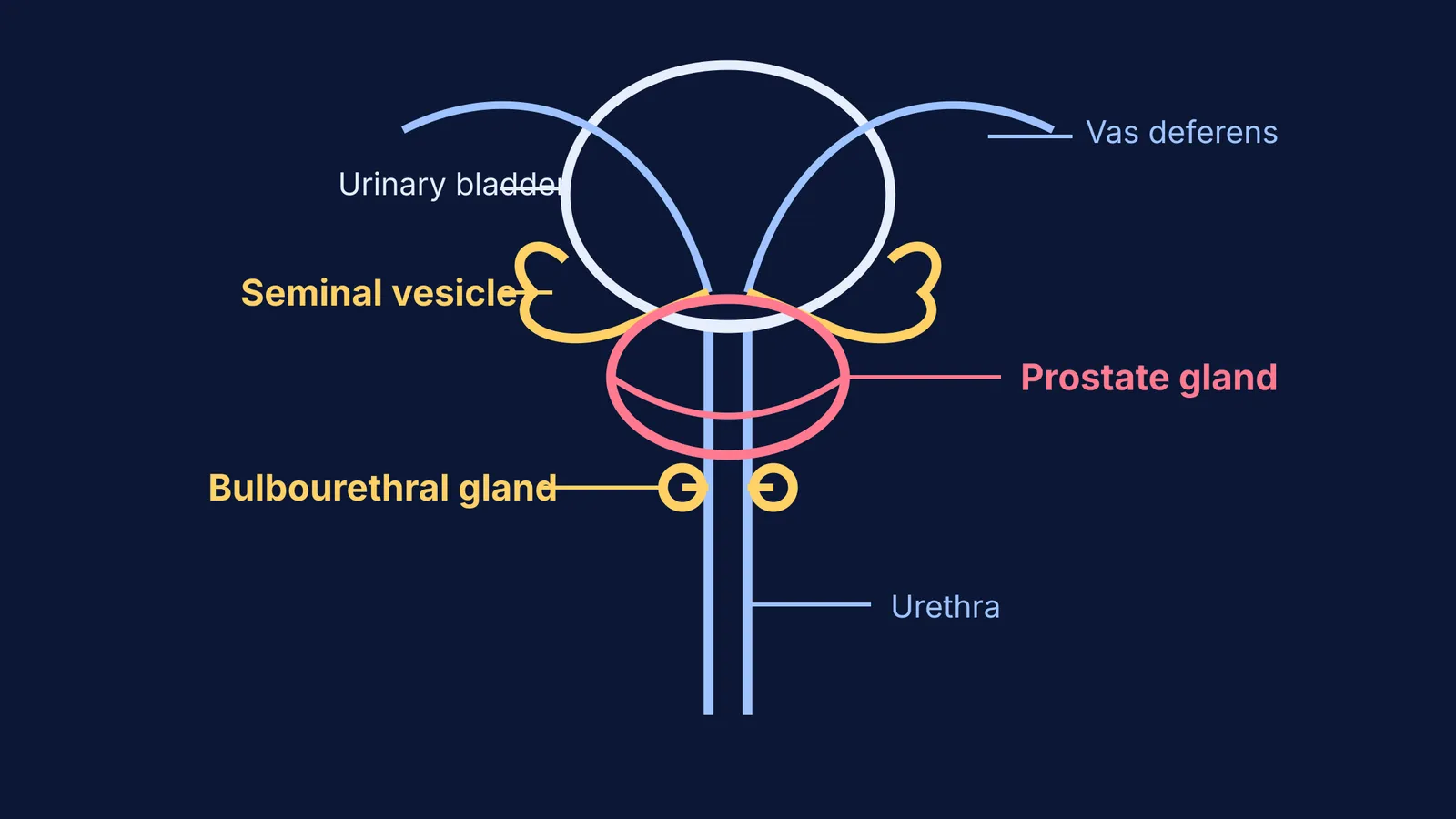 Diagram showing the seminal vesicles, prostate, and bulbourethral glands along the urethra.