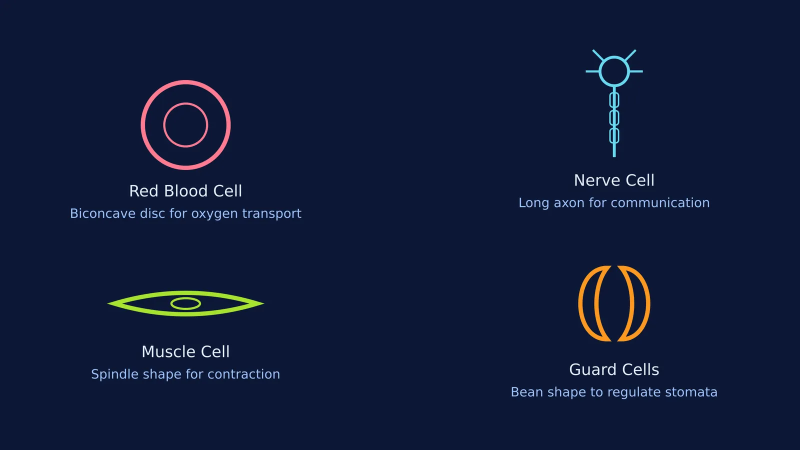 Diagram showing the shapes of red blood, nerve, muscle, and guard cells