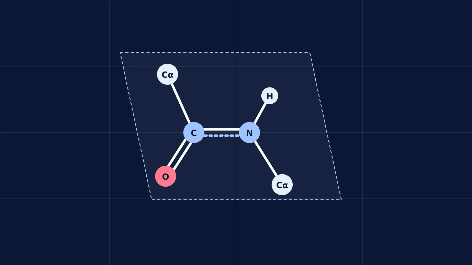 Diagram showing the six atoms of a planar peptide bond