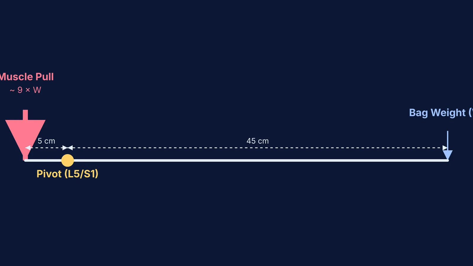 Diagram showing the spine as a lever with muscle and bag forces.