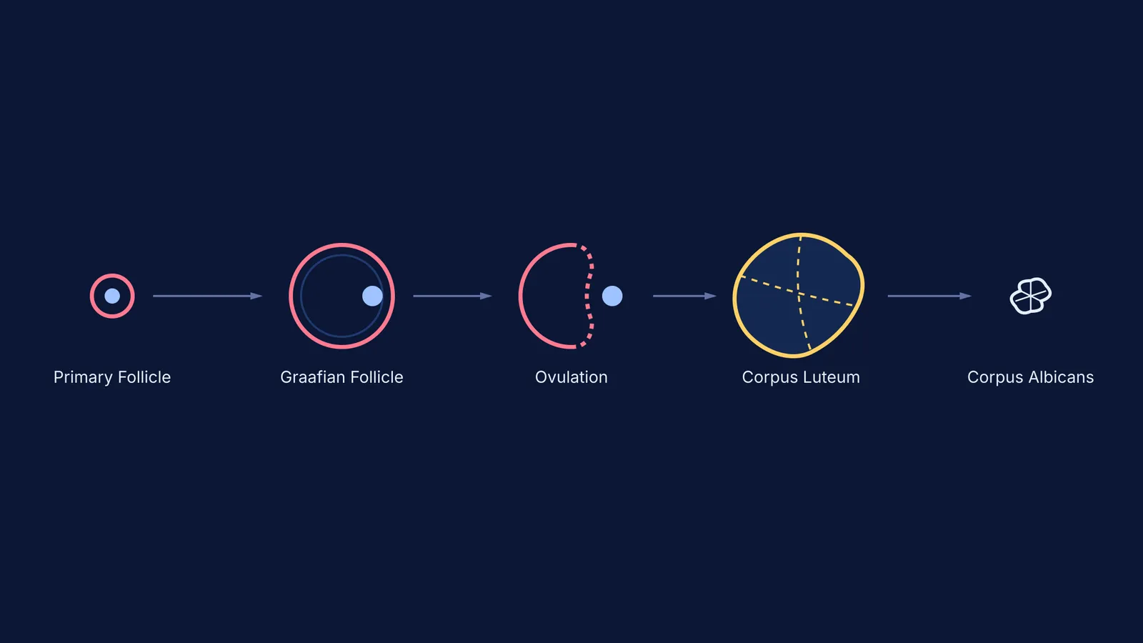 Diagram showing the stages from primary follicle to corpus luteum and corpus albicans