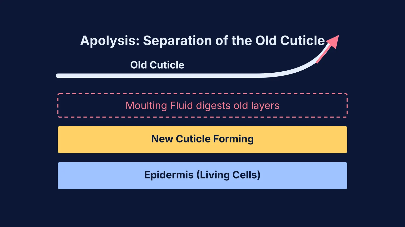 Diagram showing the stages of insect moulting including epidermis, new cuticle, and old cuticle shedding.