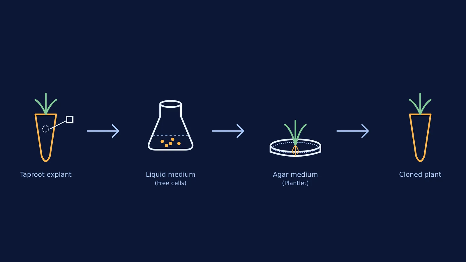 Diagram showing the stages of the carrot cell totipotency experiment.