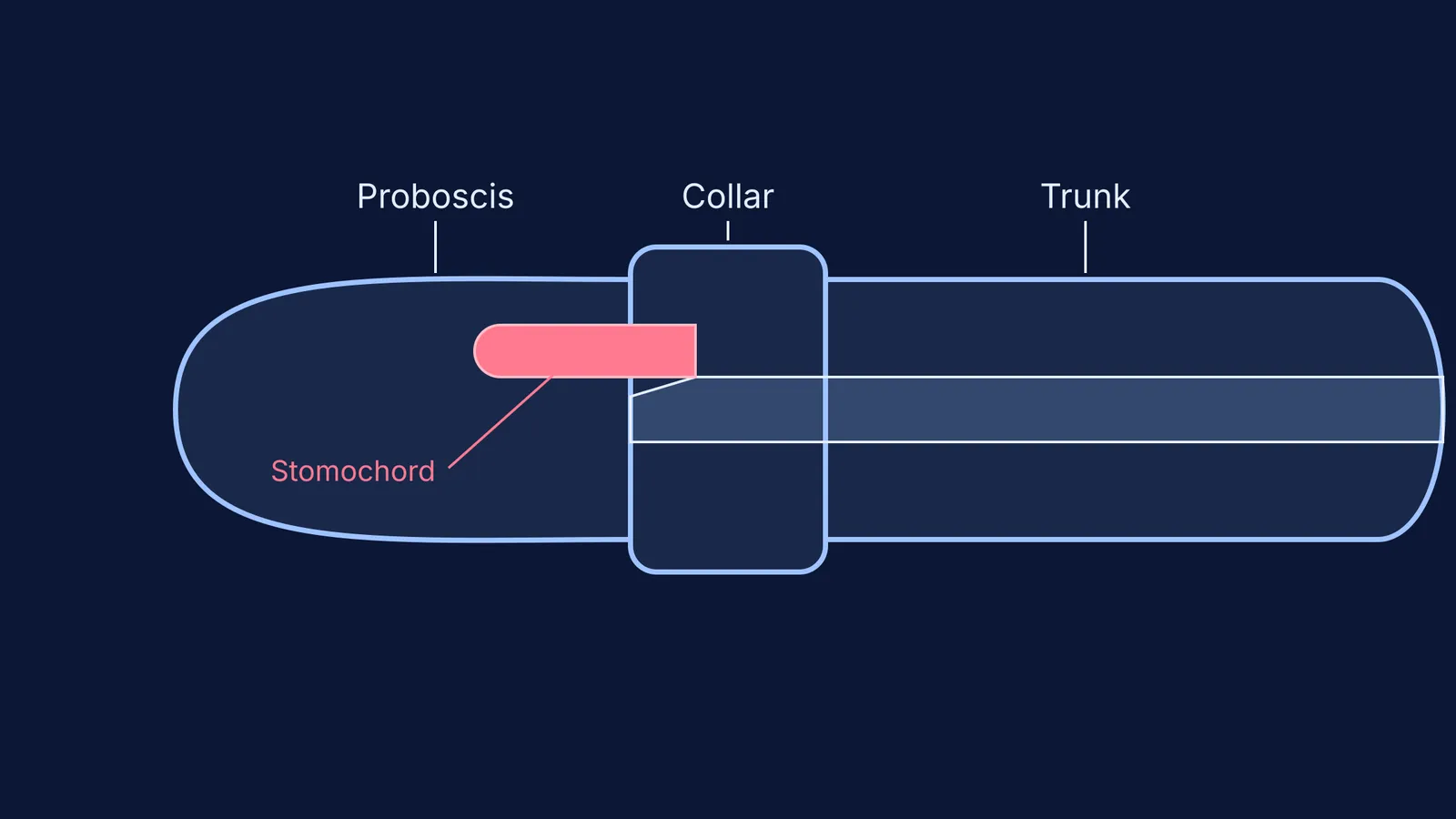 Diagram showing the stomochord in the proboscis and collar of Balanoglossus