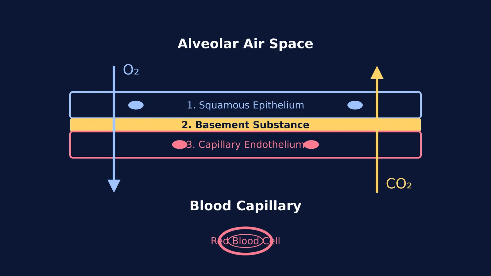 Diagram showing the three layers of the alveolar diffusion membrane and gas exchange.