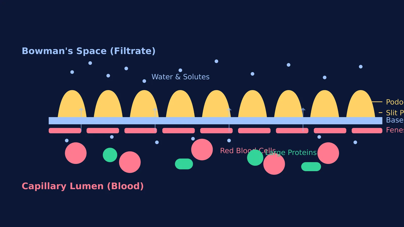 Diagram showing the three layers of the glomerular filtration membrane